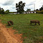 Warthog Warzenschwein