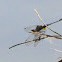 Black-shouldered Spinyleg