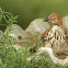 Brown Thrasher
