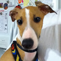 Teddy (italion greyhound)