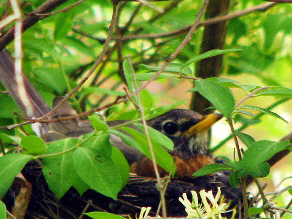 Spotting Image 1
