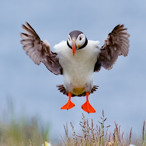 by Gorazd Golob - Animals Birds