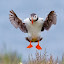 by Gorazd Golob - Animals Birds