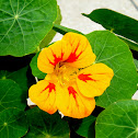 Garden Nasturtium, Indian cress, Monks cress