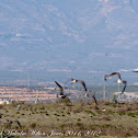 Curlew; Zarapito Real