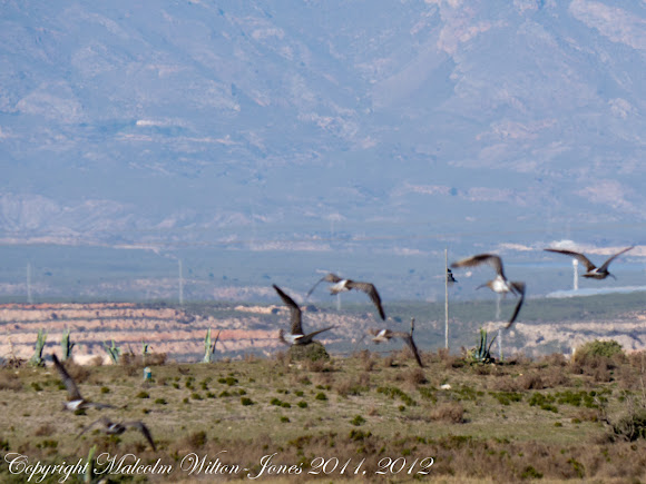 Spotting Image 1
