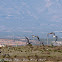 Curlew; Zarapito Real