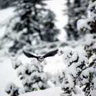 Grey Jay