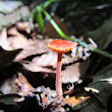 Orange Chanterelle