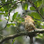 Carolina wren