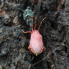 Notius depressus (final moult)