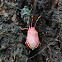 Notius depressus (final moult)