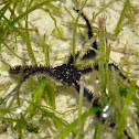 Brittle Star