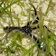 Brittle Star