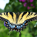 Eastern Tiger Swallowtail (Female, yellow morph)