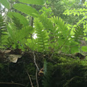 Polypody (Appalachian)
