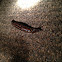 Leopard slug
