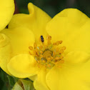 Minute Wasp