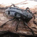 mrka strizibuba