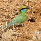 Green Bee-eater
