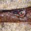 Aguja mula, pez pipa. Broad-nosed Pipefish
