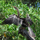 Anhinga