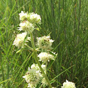 Clustered Bushmint