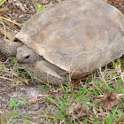 Gopher Tortoise
