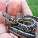 Eastern Garter Snake