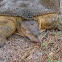 Florida Softshell Turtle