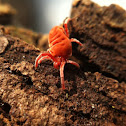 Velvet mite
