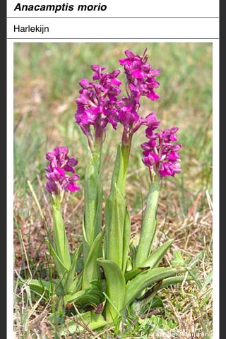 Orchideeën van Nederland