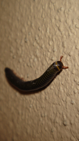 Spotting Image 1