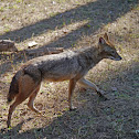 Golden jackal