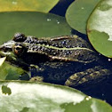 Frog