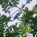 Yellow-chevroned Parakeet