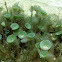 Green Mermaid's Wine Glass Algae