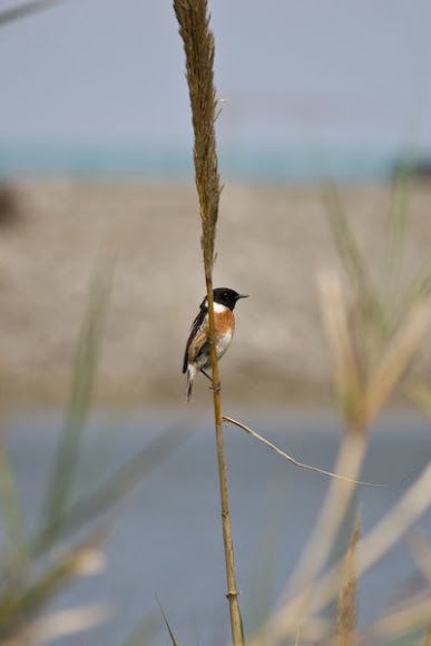 Spotting Image 1