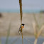 African stonechat