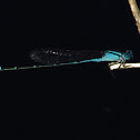 Damselfly