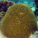 Lesser Valley Coral