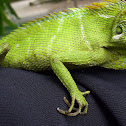Green Crested Lizard