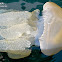 Jelly Blubber