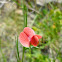 red pea