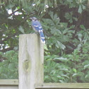 Bluejay