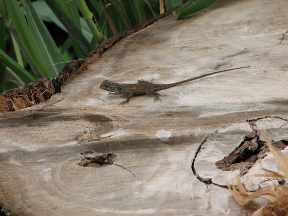 Spotting Image 1