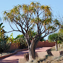 Tree aloe