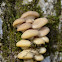 Oyster Mushroom