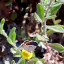 Acmon Blue Butterfly