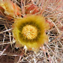 California Barrel Cactus